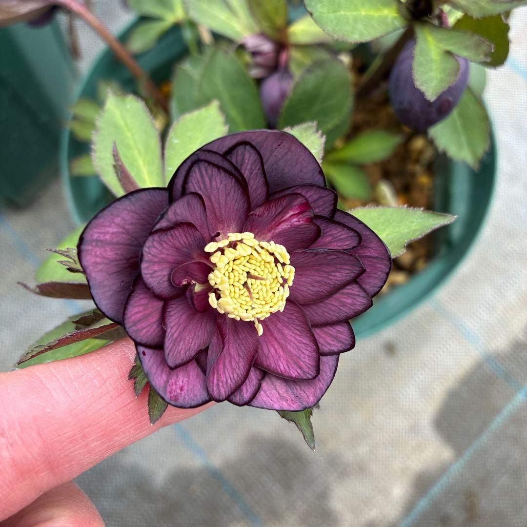 クリスマスローズ　グレープエッジ　６寸