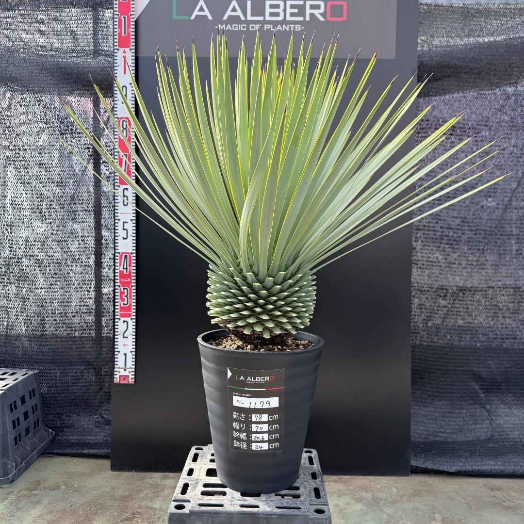 【AL1179】ユッカ　ロストラータ　超美形　極太　シルバー