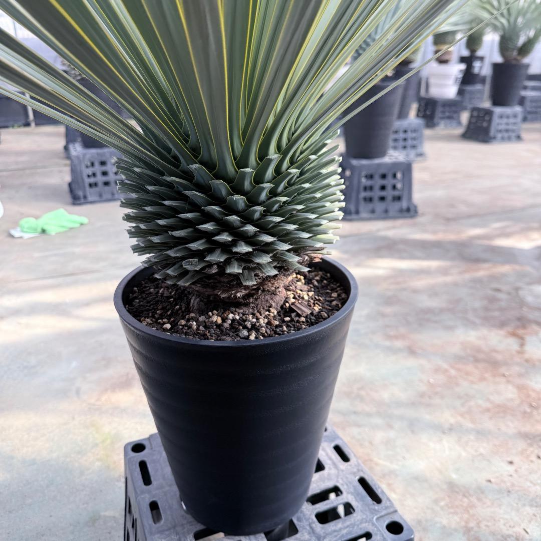 【AL1179】ユッカ　ロストラータ　超美形　極太　シルバー