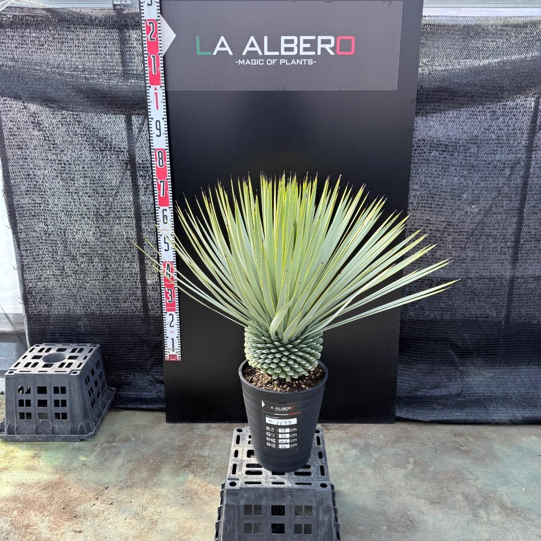 【AL1179】ユッカ　ロストラータ　超美形　極太　シルバー