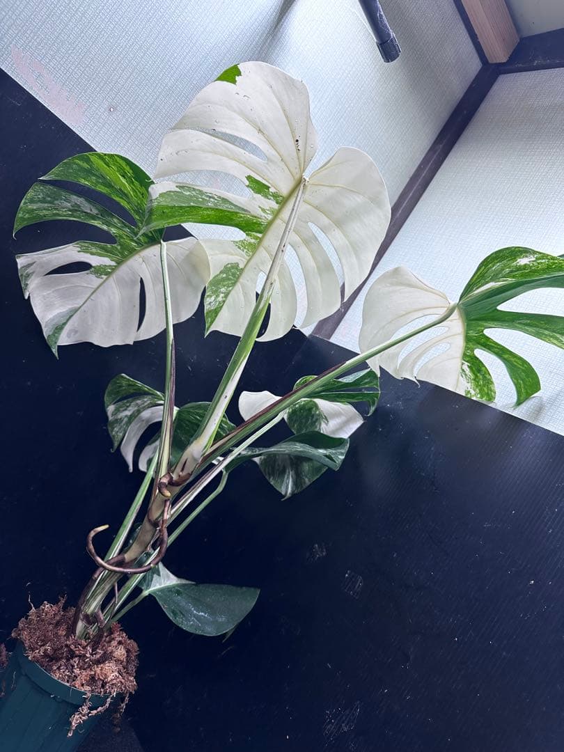 C*e様 斑入りモンステラ ホワイトタイガー極美大株85cm白斑多レアアロイド