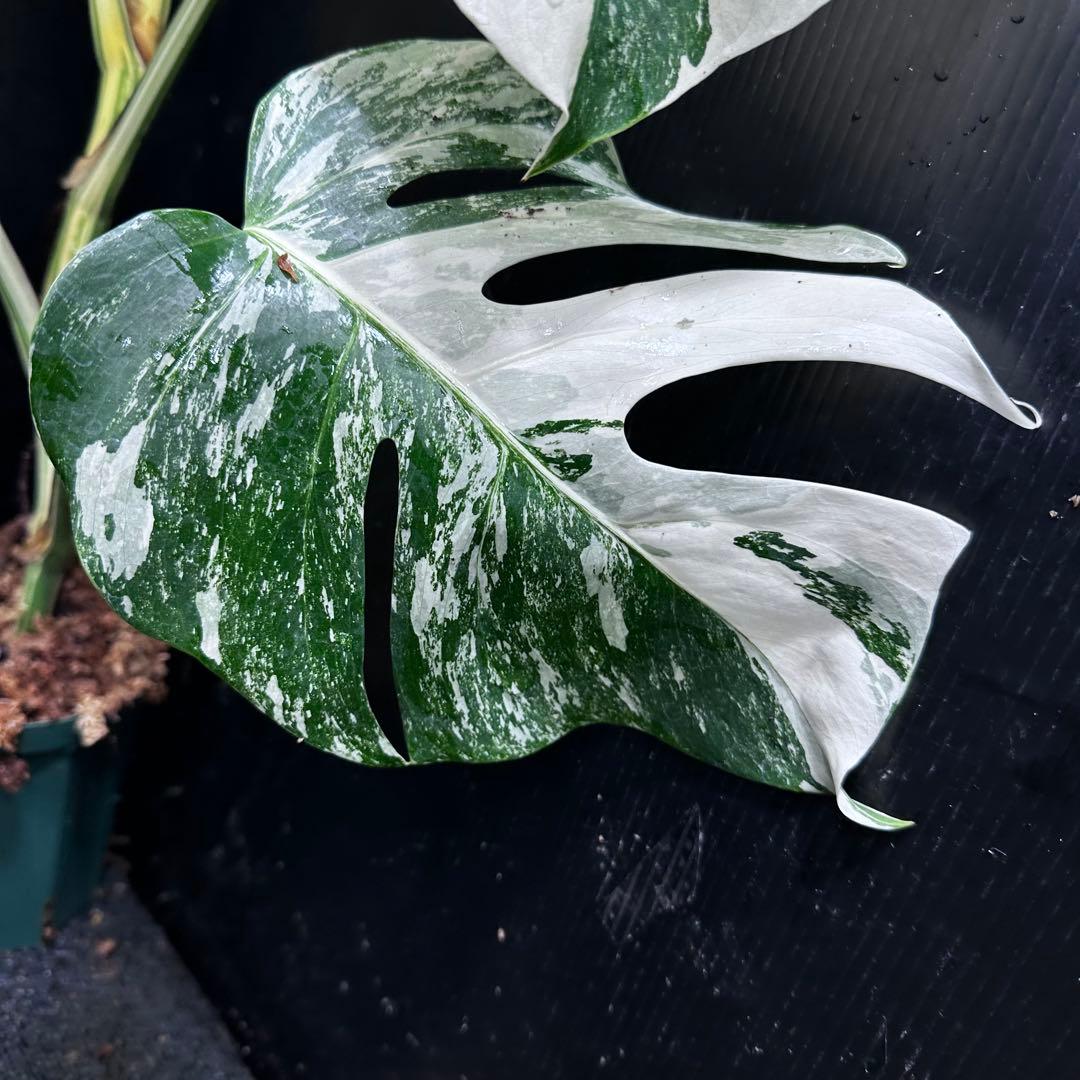 C*e様 斑入りモンステラ ホワイトタイガー極美大株85cm白斑多レアアロイド