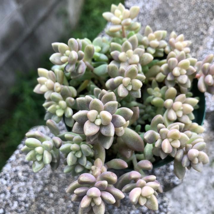 多肉植物✩.*˚姫秋麗 ポットごと