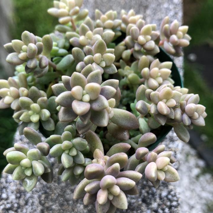 多肉植物✩.*˚姫秋麗 ポットごと