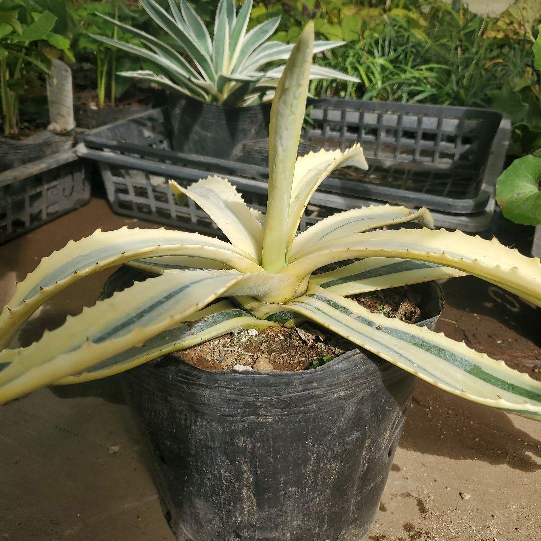 アガベ アメリカーナ 斑入り　変異株