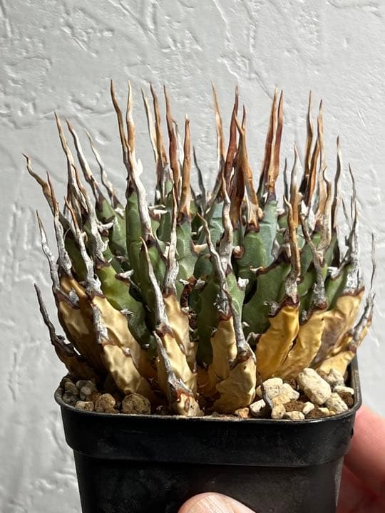 ◾️エボリスピナ陽炎⑦◾️短葉 ホワイトスパイン 発根済み