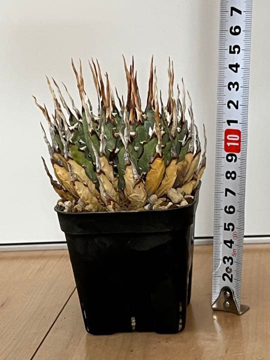 ◾️エボリスピナ陽炎⑦◾️短葉 ホワイトスパイン 発根済み