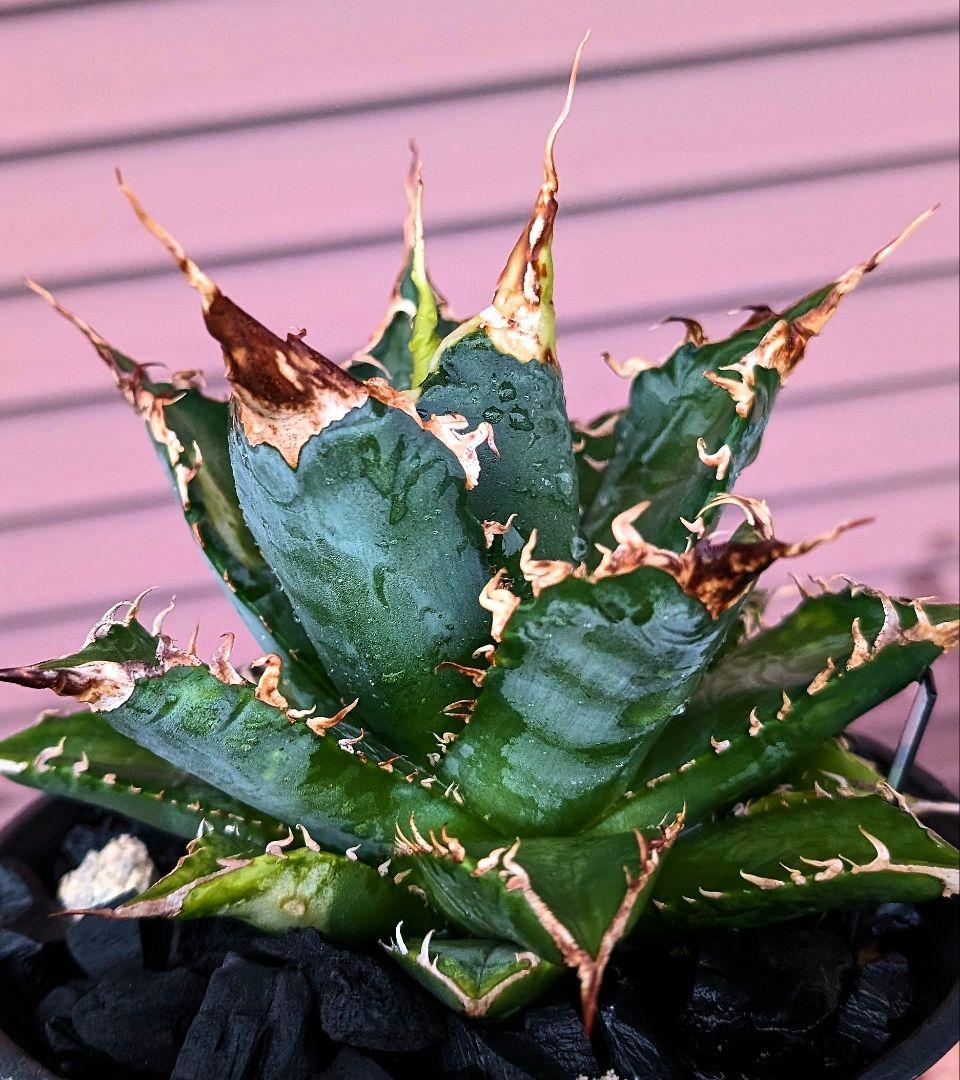 アガベ　チタノタ　「レジェンド」