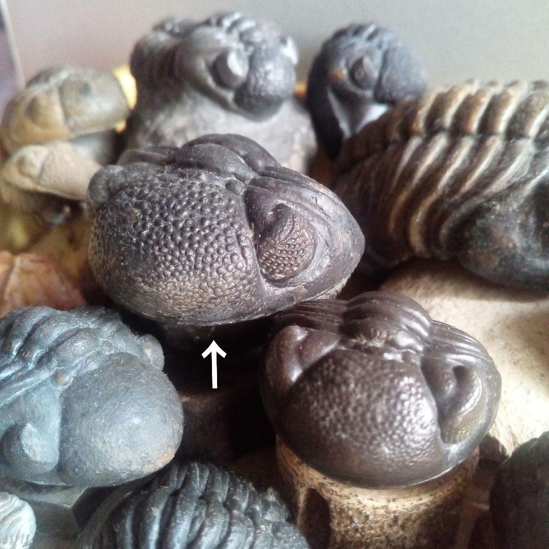 化石　骨格　標本　三葉虫　ファコプス　大型種