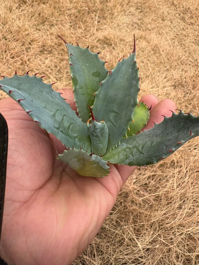 アガベ　パライシ　パラサナ×イシスメンシス　ハイブリッド　胴切り子株