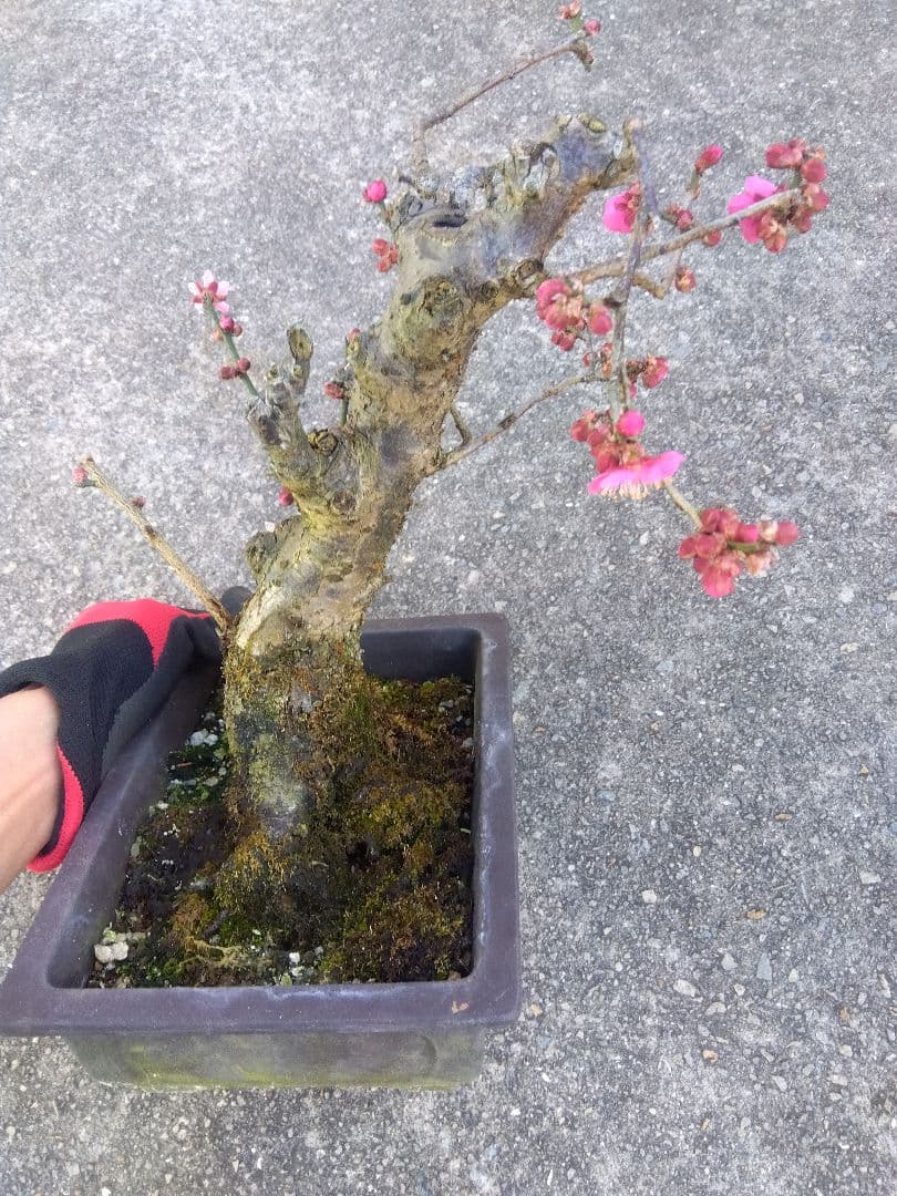 梅　盆栽　７号　古木❗　ひ