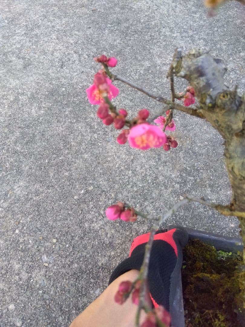 梅　盆栽　７号　古木❗　ひ