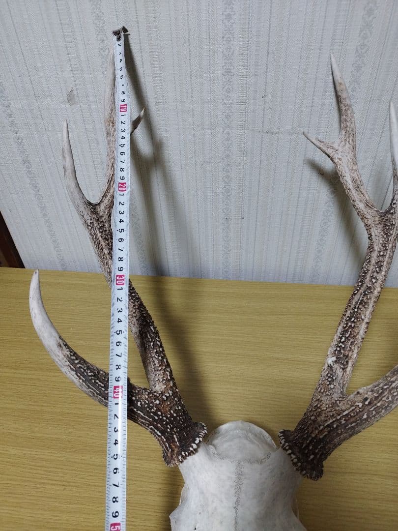鹿の角　ニホンジカ 3頭