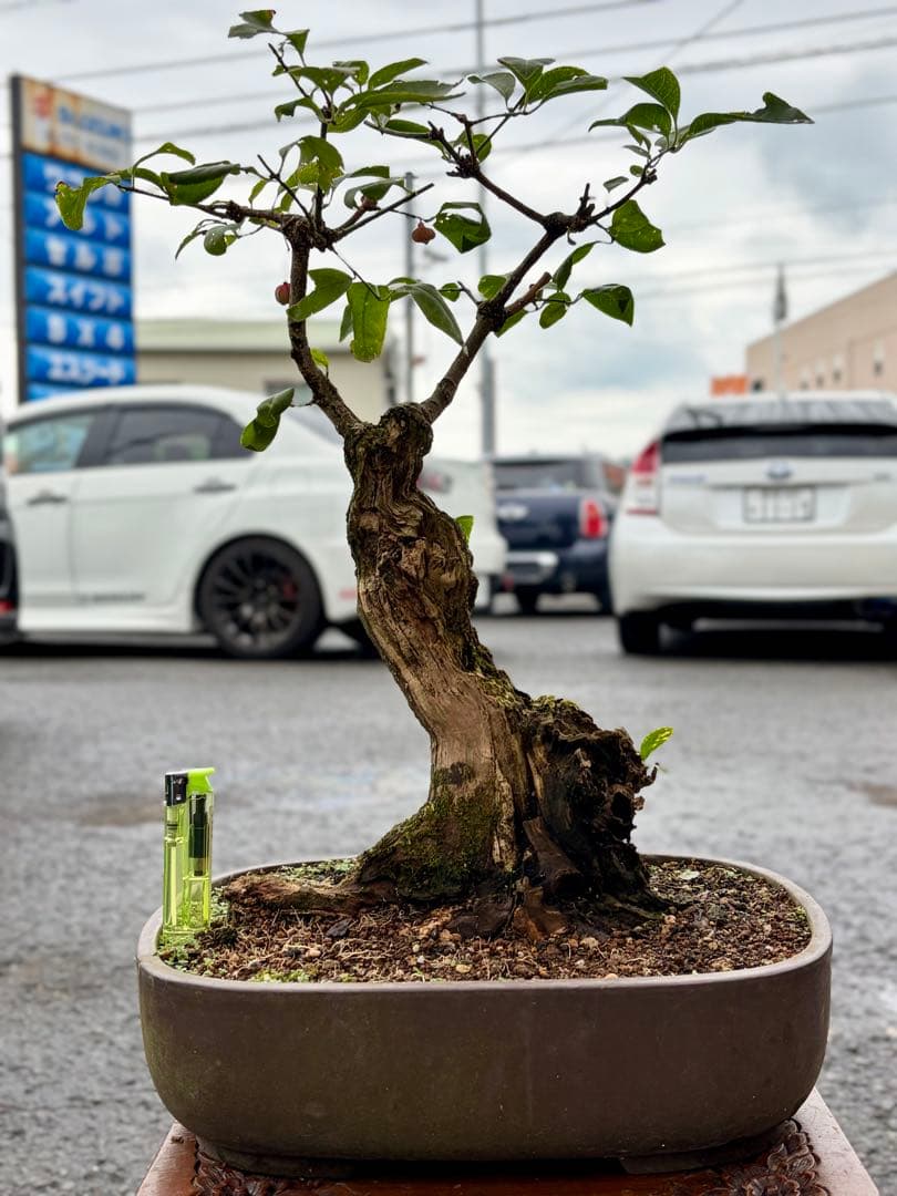 山採り激古‼︎サバ幹マユミ　雌木　中品盆栽　真柏　黒松　五葉松　紅葉　カエデ