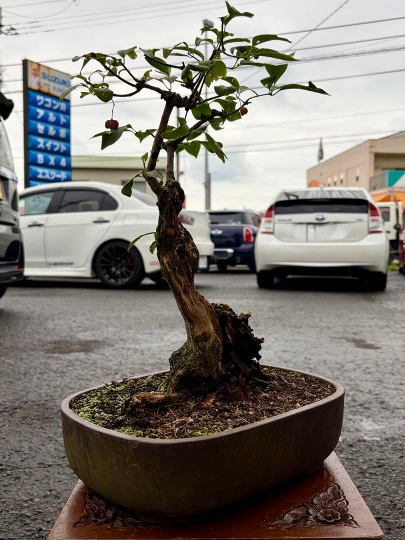 山採り激古‼︎サバ幹マユミ　雌木　中品盆栽　真柏　黒松　五葉松　紅葉　カエデ