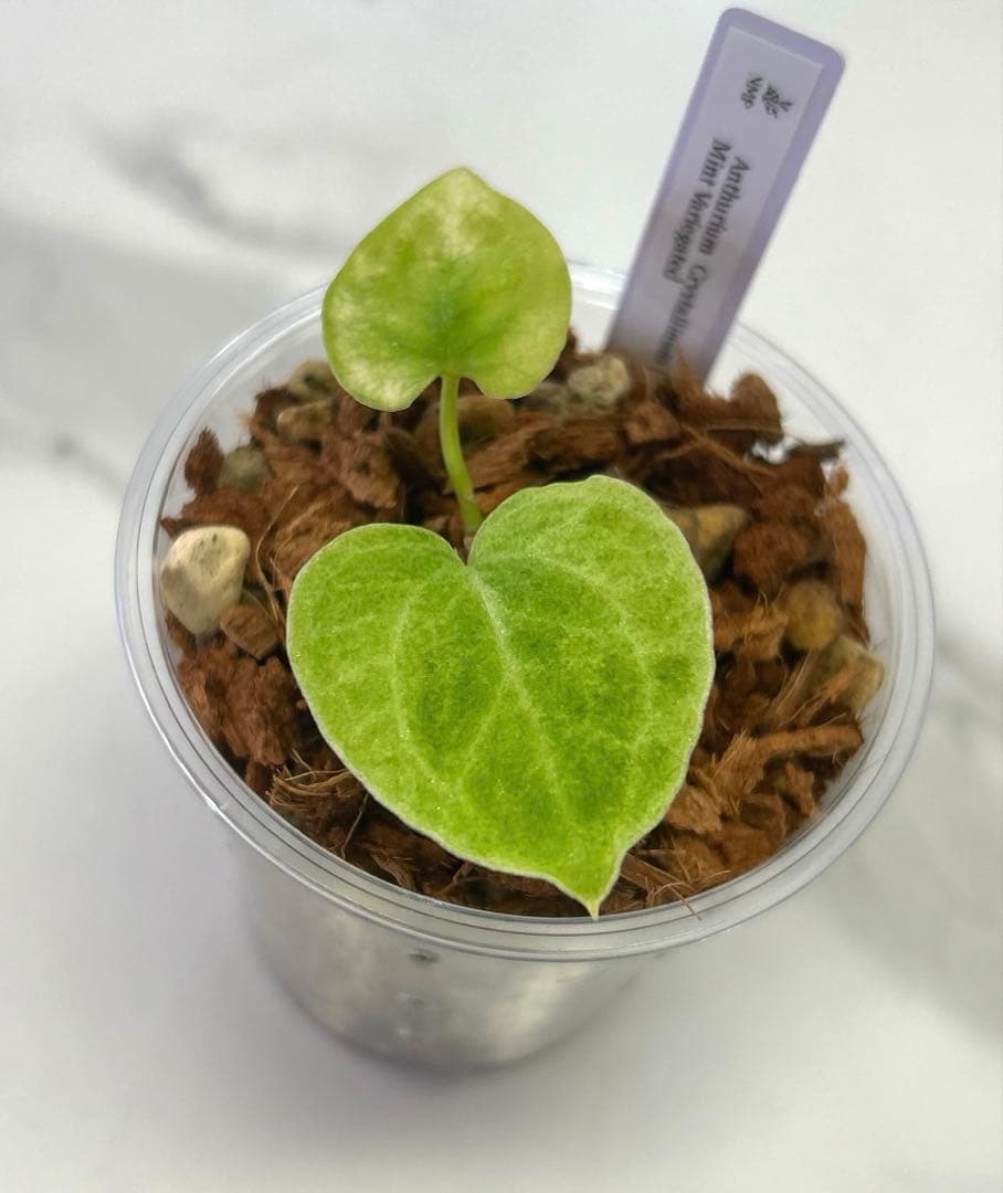 【レア】 アンスリウム　クリスタリナム　ミント　斑入り