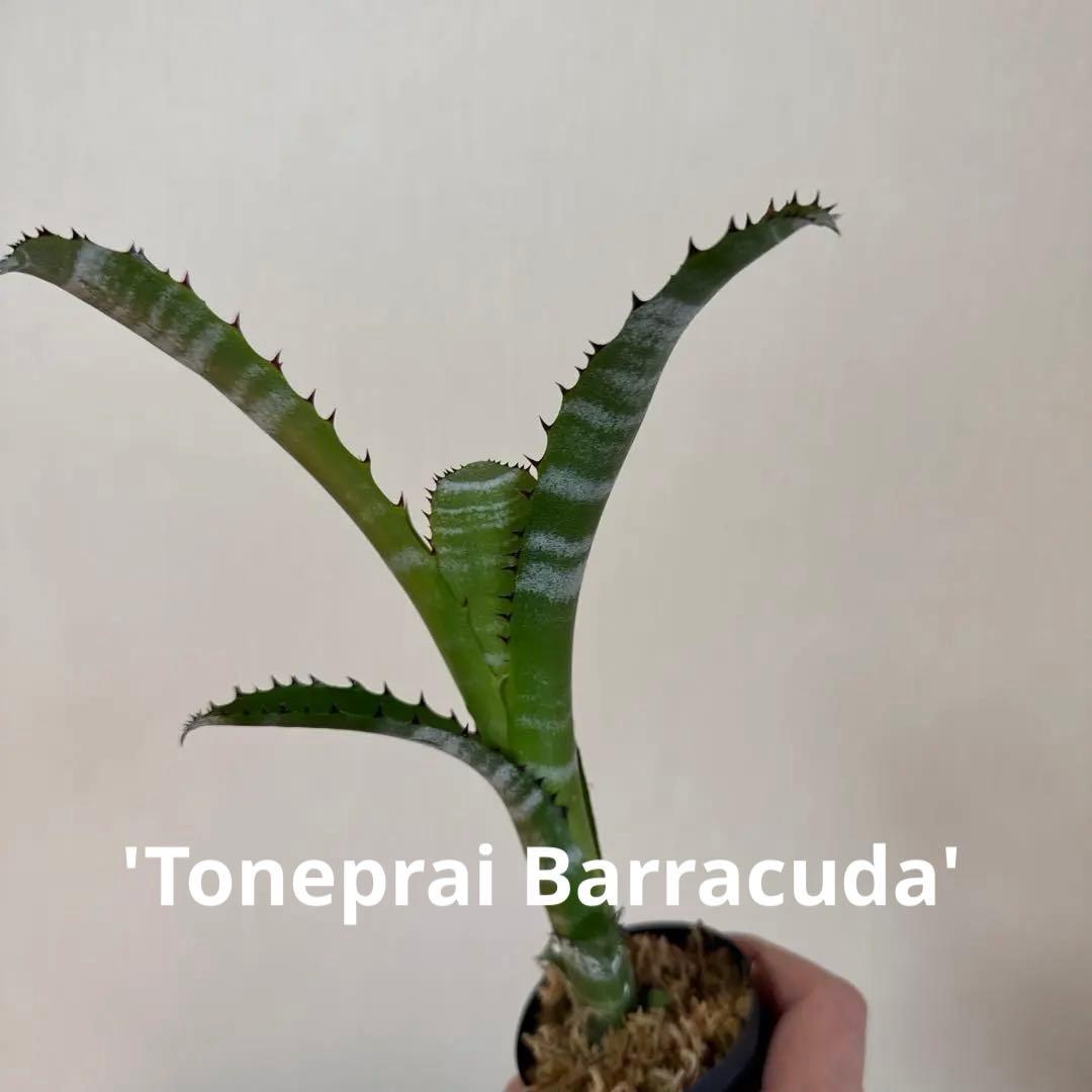 ビルベルギア トンプライ バラクーダ tonepraibarracuda