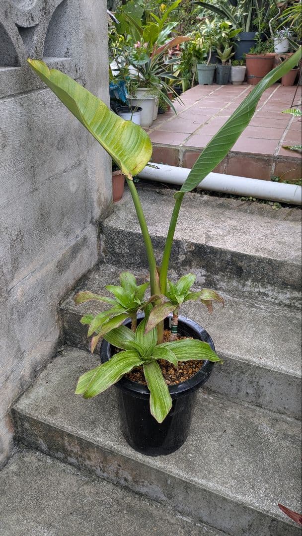 オーガスタ　カリシア寄せ植え