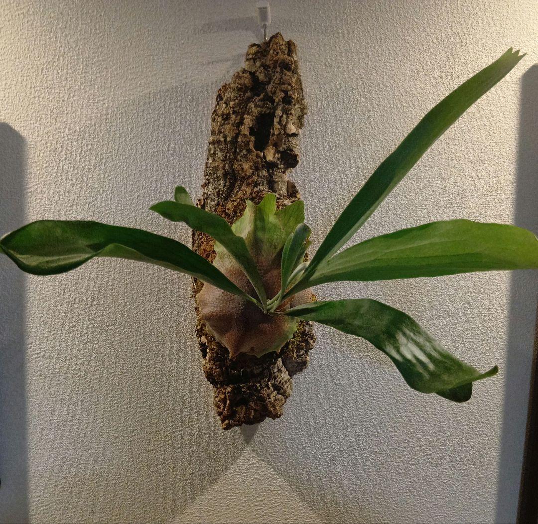 壁掛けビカクシダ　親株　サイズ大　ネザーランド　コルク付け　コウモリラン