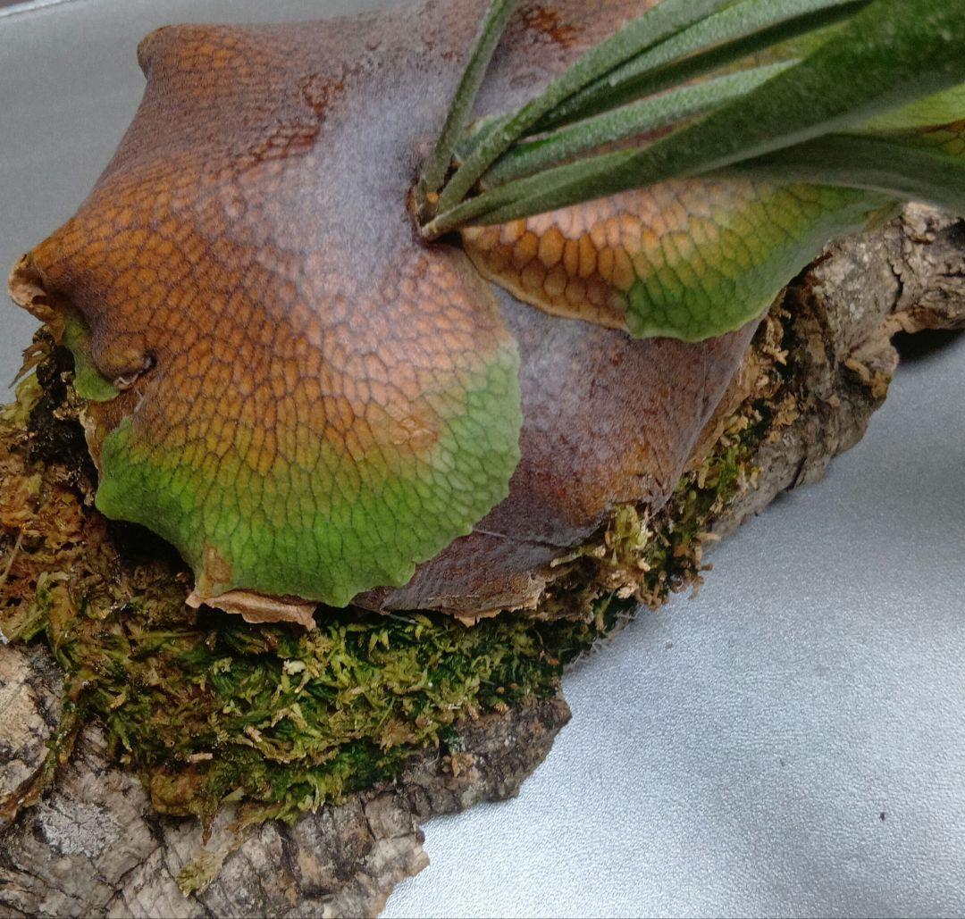 壁掛けビカクシダ　親株　サイズ大　ネザーランド　コルク付け　コウモリラン