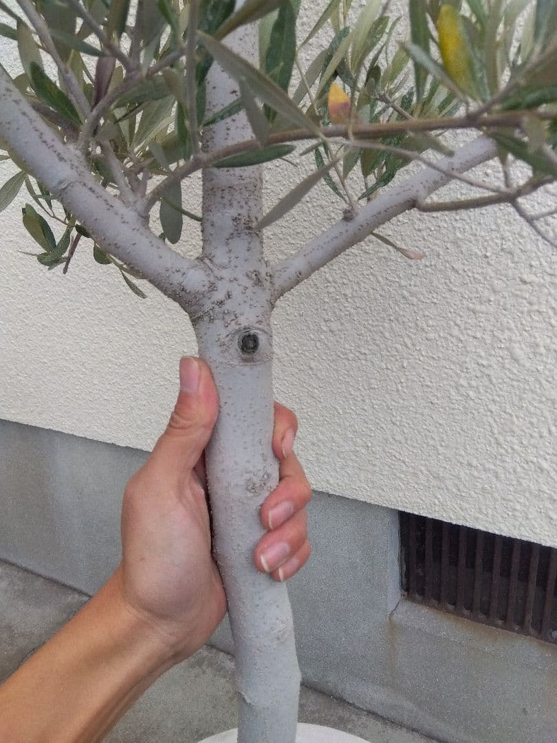 オリーブ　古木　10号鉢つき　白肌❗大株❗　①