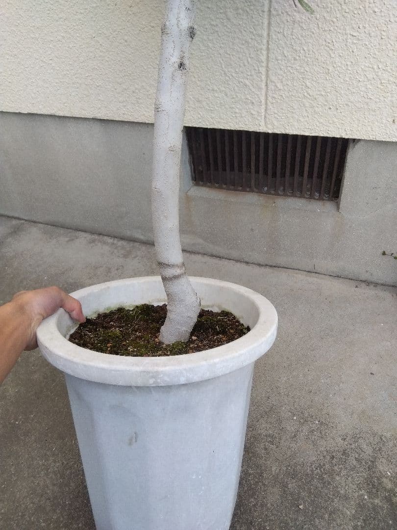 オリーブ　古木　10号鉢つき　白肌❗大株❗　①