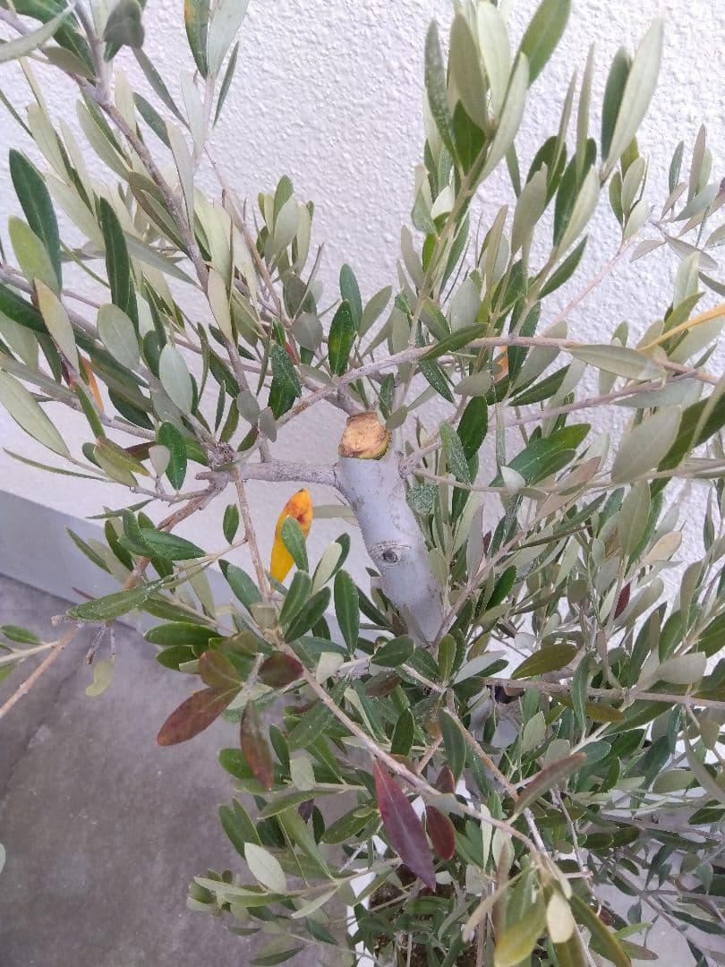 オリーブ　古木　10号鉢つき　白肌❗大株❗　①