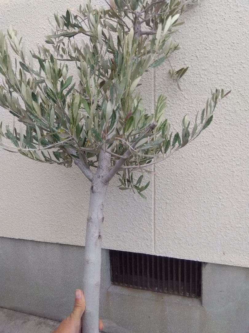 オリーブ　古木　10号鉢つき　白肌❗大株❗　①