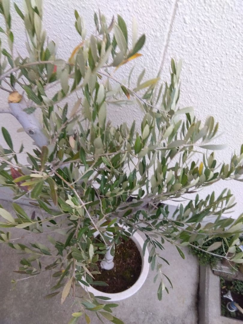 オリーブ　古木　10号鉢つき　白肌❗大株❗　①