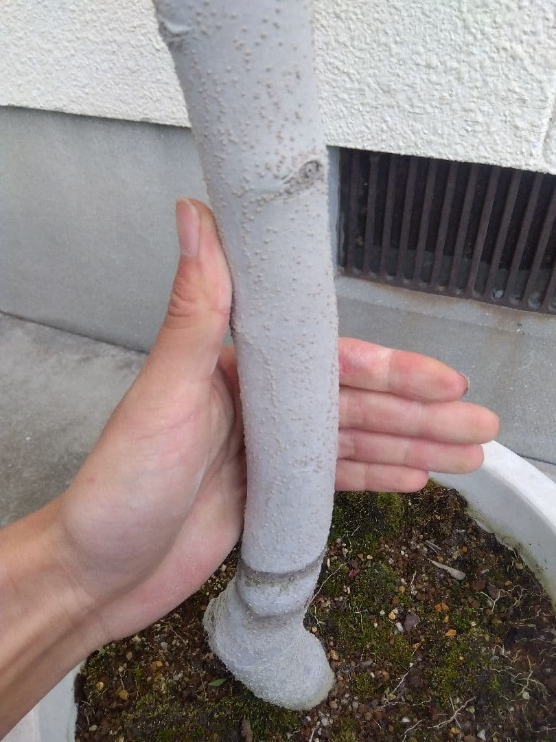 オリーブ　古木　10号鉢つき　白肌❗大株❗　①