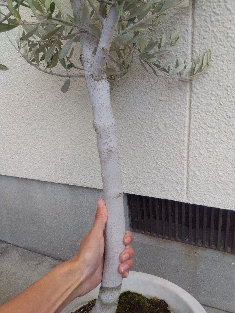 オリーブ　古木　10号鉢つき　白肌❗大株❗　①