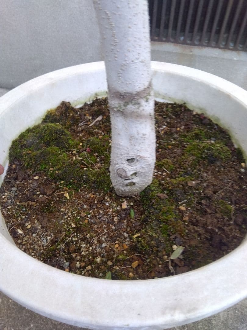 オリーブ　古木　10号鉢つき　白肌❗大株❗　①