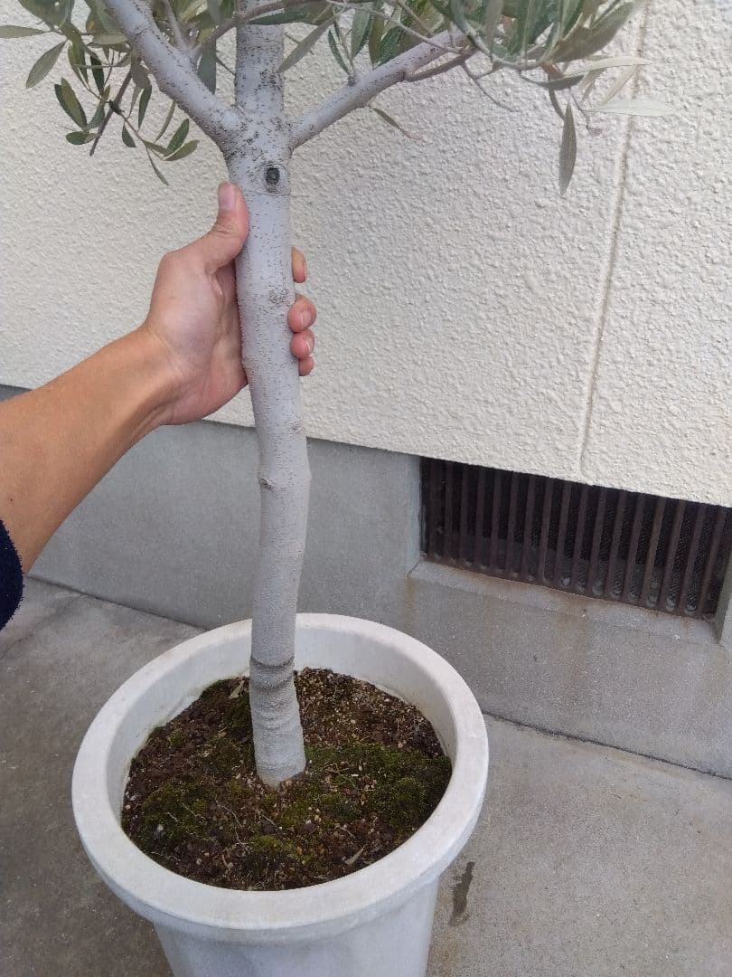 オリーブ　古木　10号鉢つき　白肌❗大株❗　①