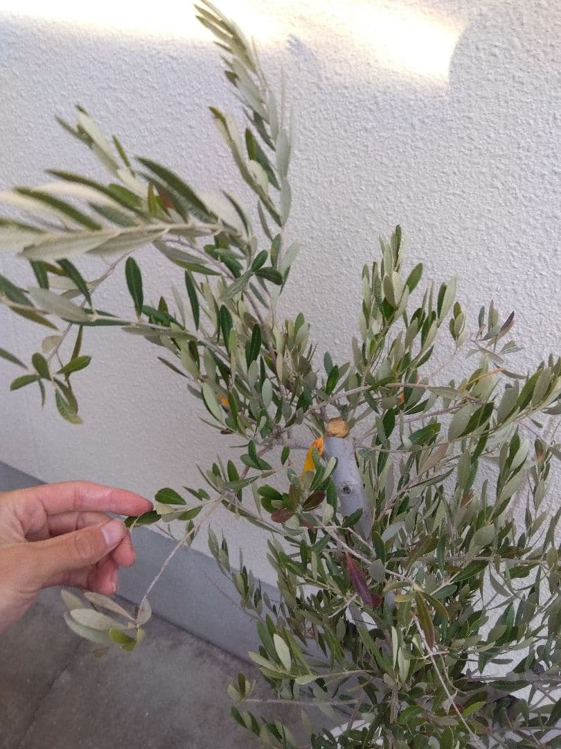 オリーブ　古木　10号鉢つき　白肌❗大株❗　①