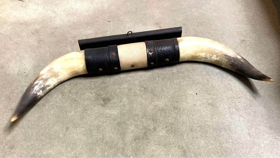 カリフォルニア産水牛の角　長さ750mm 幅80mm