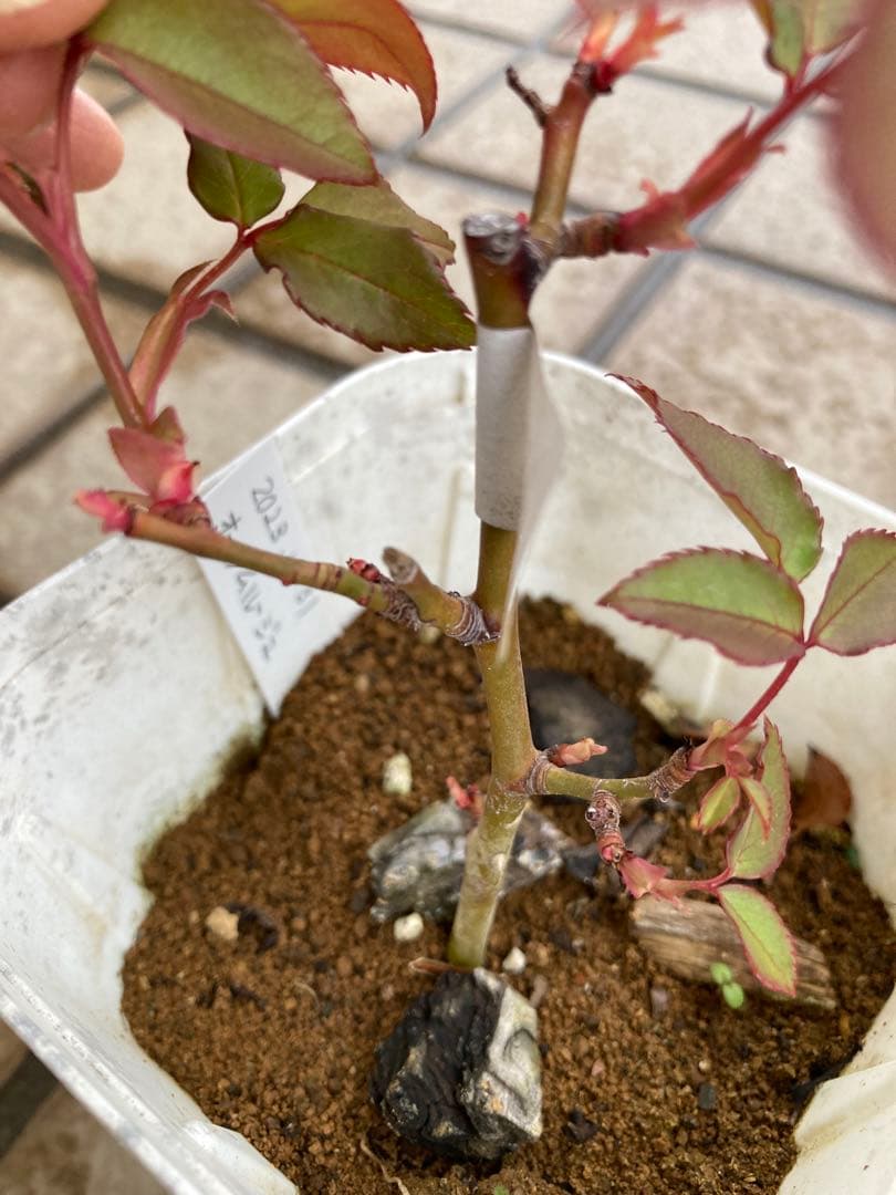 ♡Catガーデン／バラ　挿し穂苗　2025.11.16更新