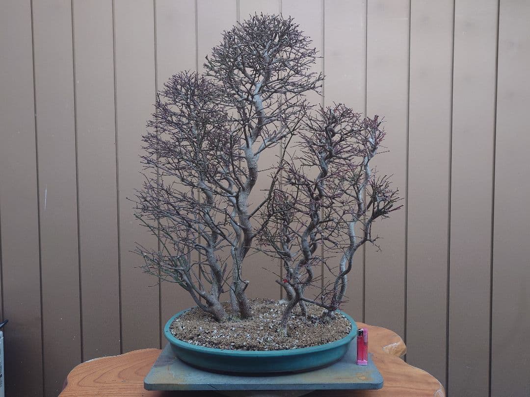 盆栽　コマユミ　樹高70cm