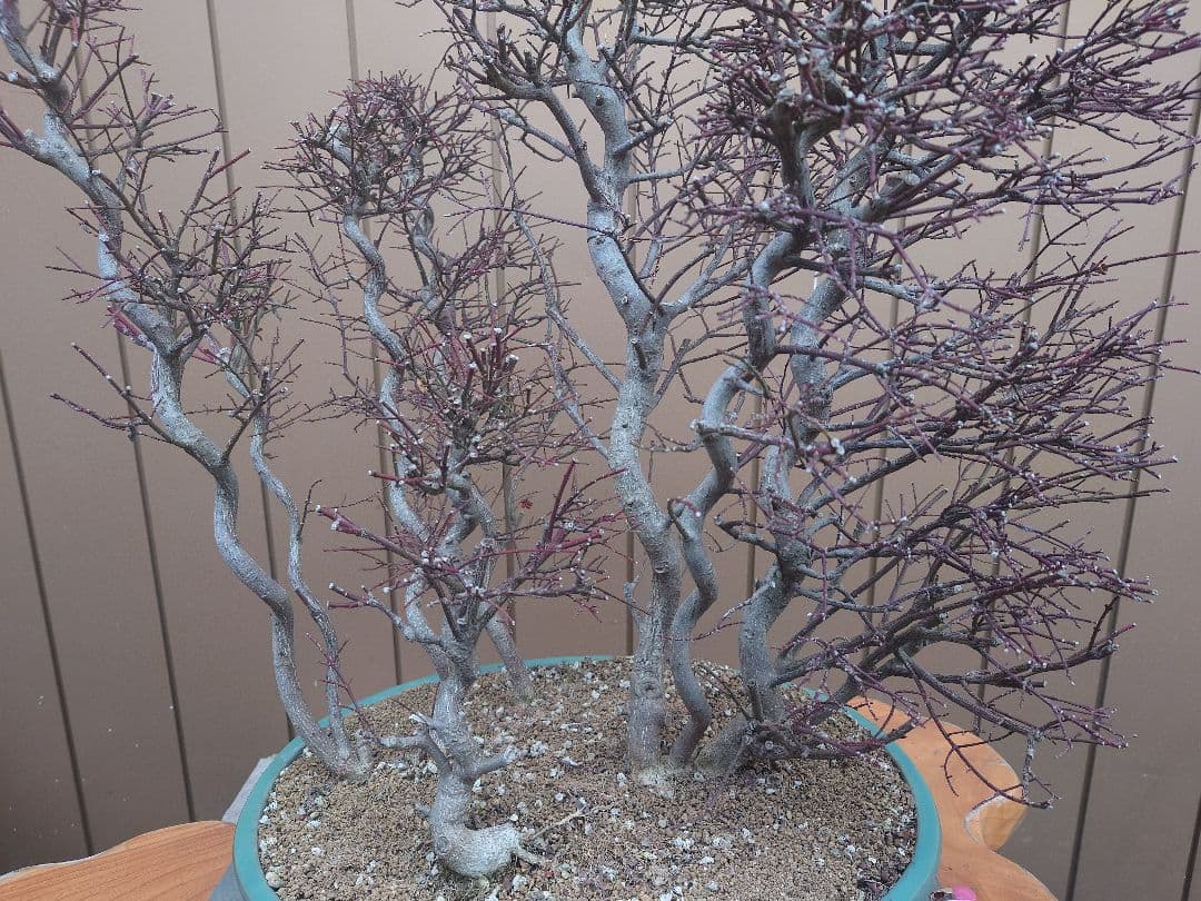 盆栽　コマユミ　樹高70cm