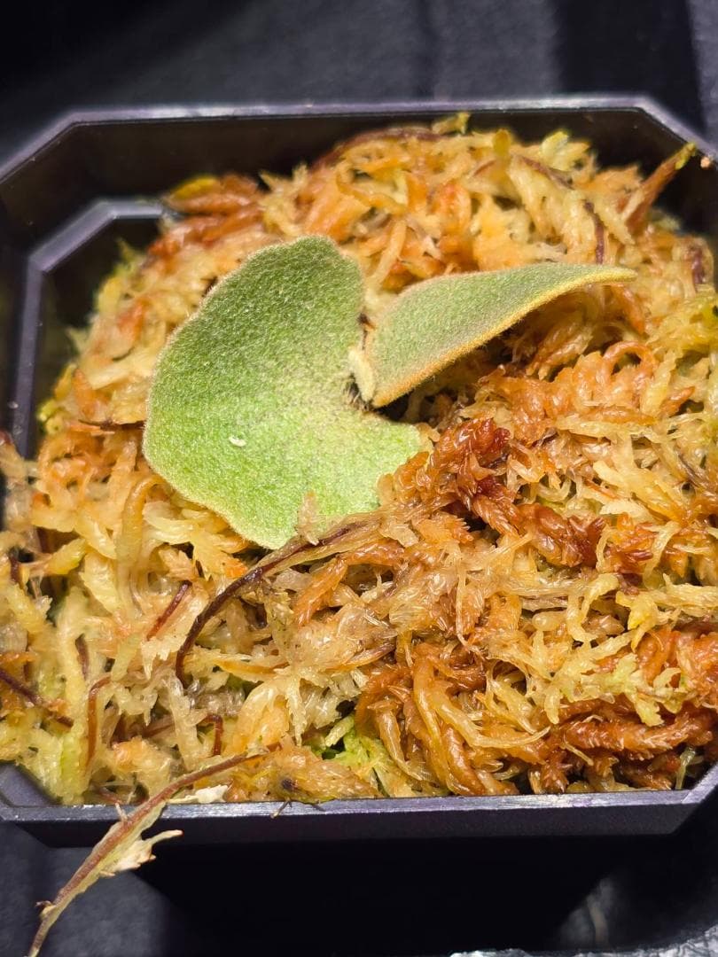 ビカクシダ P. willinckii 'nano' pup OC