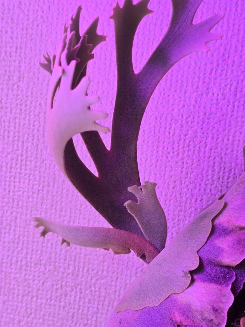 ビカクシダ P. willinckii 'nano' pup OC