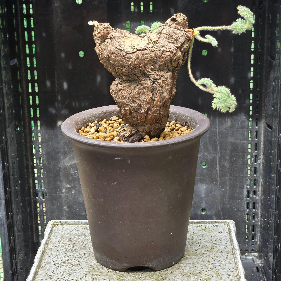 Pelargonium triste ペラルゴニウム トリステ 鉢付