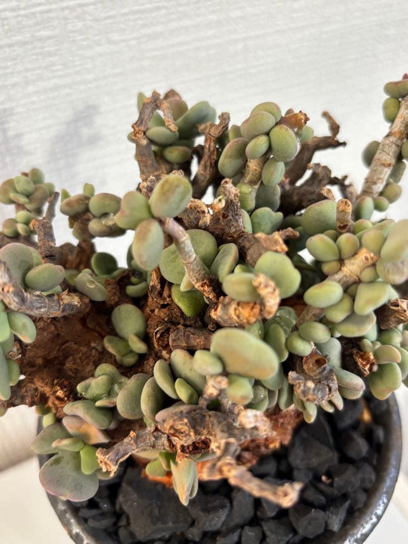 現地株　塊根植物 ピグマエア　姫野翔太　鉢