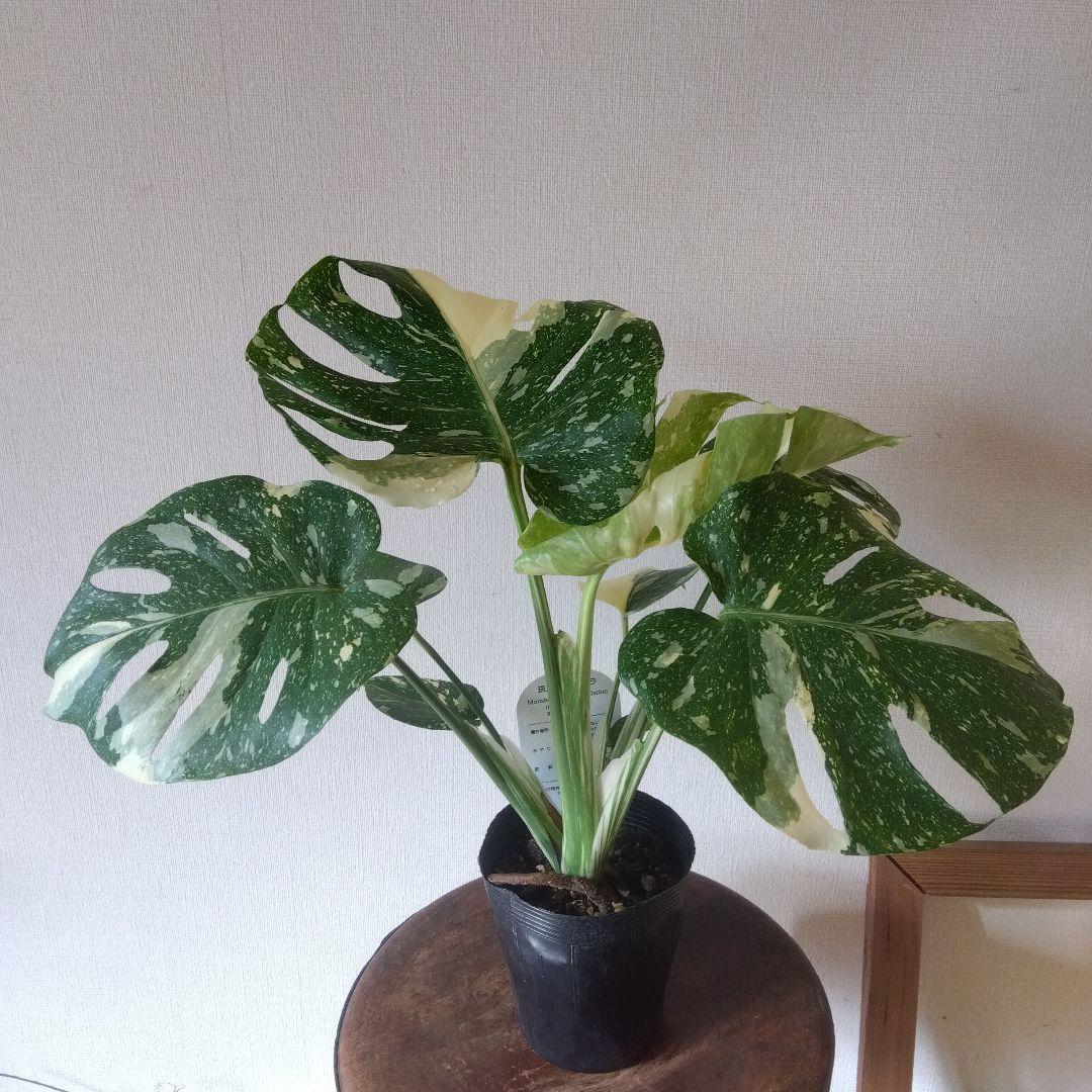 モンステラ・タイコンステレーション