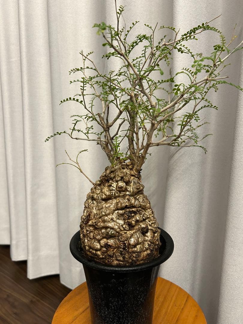 オペルクリカリア パキプス 現地球 発根済 みやび鉢 グラキリス デカリー