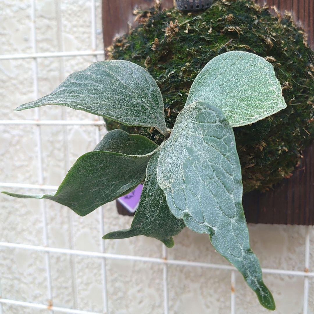 ③ビカクシダ fish bone oc