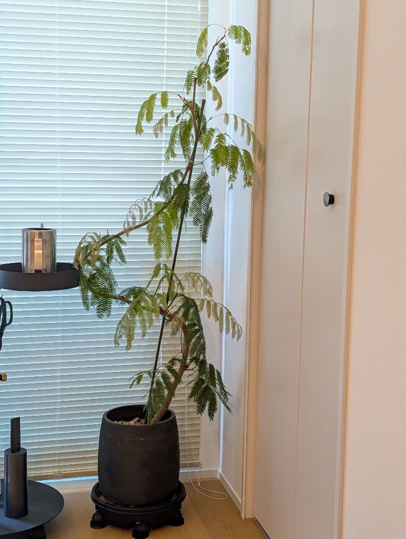 エバーフレッシュ 大型 観葉植物 室内 曲げ木