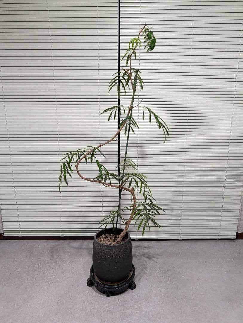 エバーフレッシュ 大型 観葉植物 室内 曲げ木