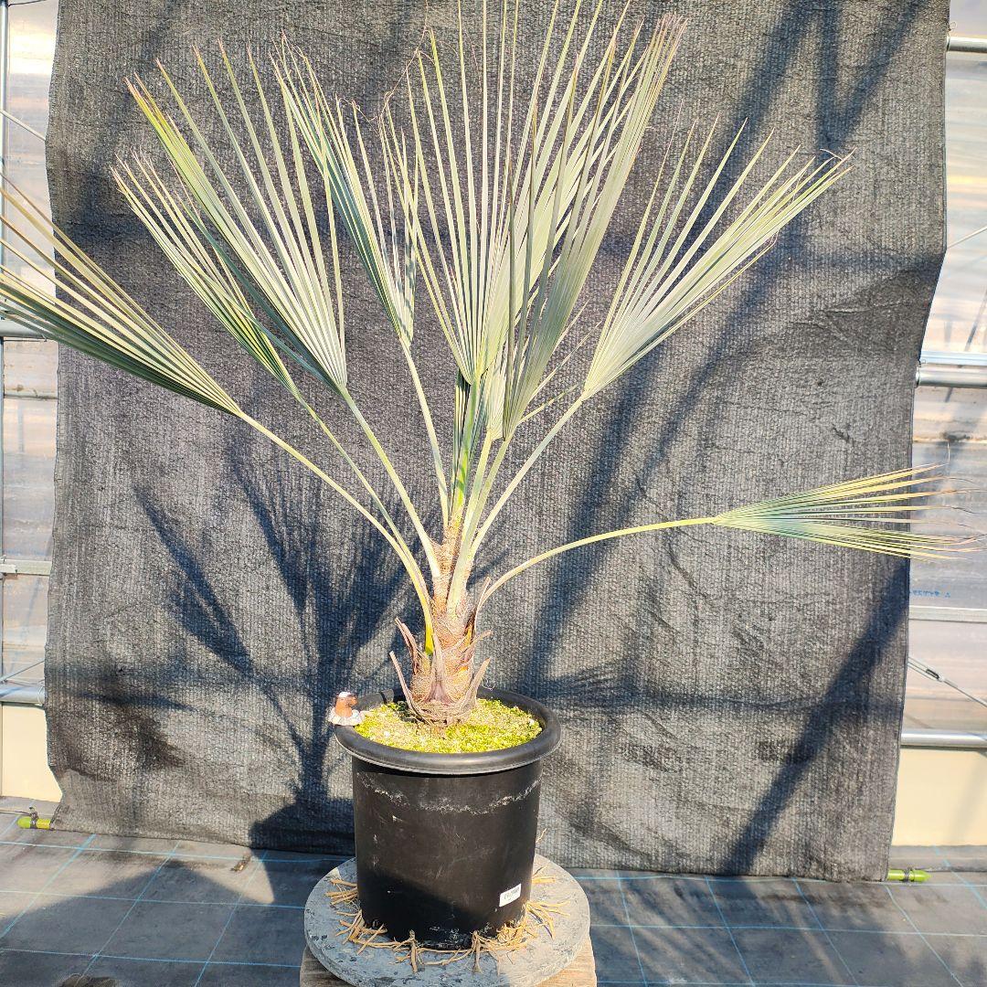 ブラヘア アルマータ