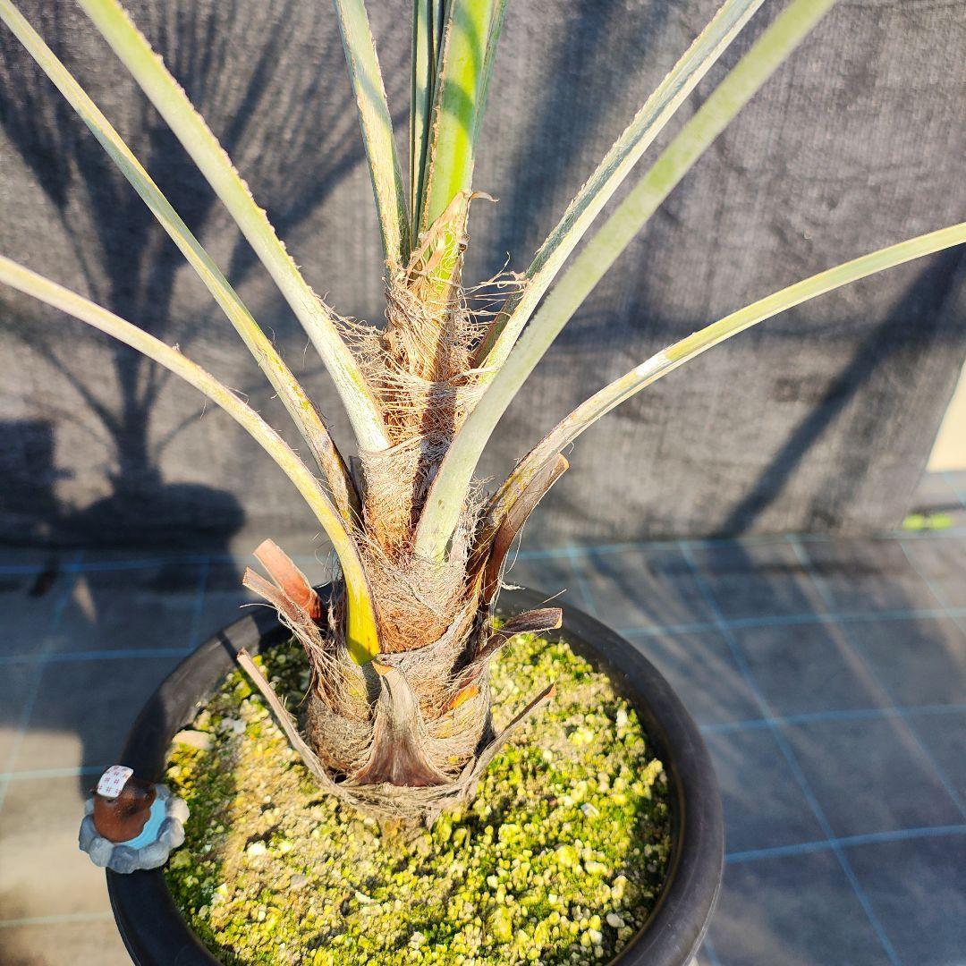 ブラヘア アルマータ