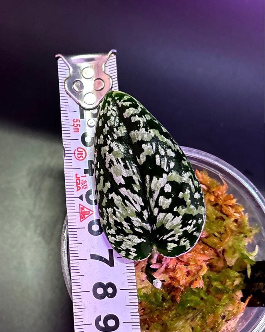 スキンダプサス　綺麗な斑入り　セットL3